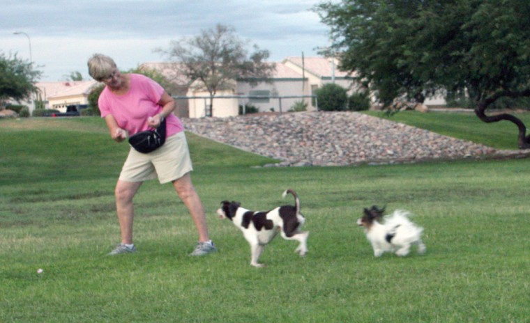 Dog training techniques